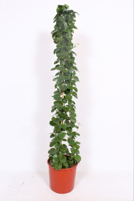 Cissus rotundifolia piramide, D 34