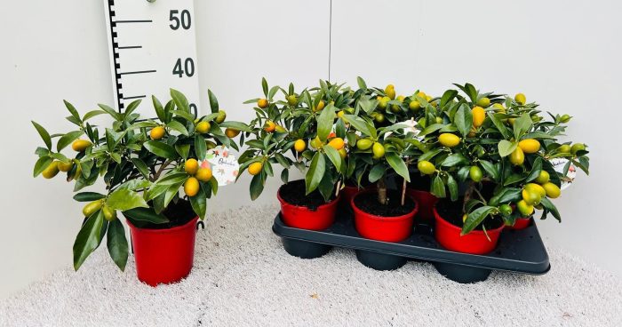 Citrus Kumquat Nagami medi-stem, D 14