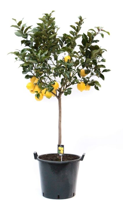 Citrus Lemon, D 35