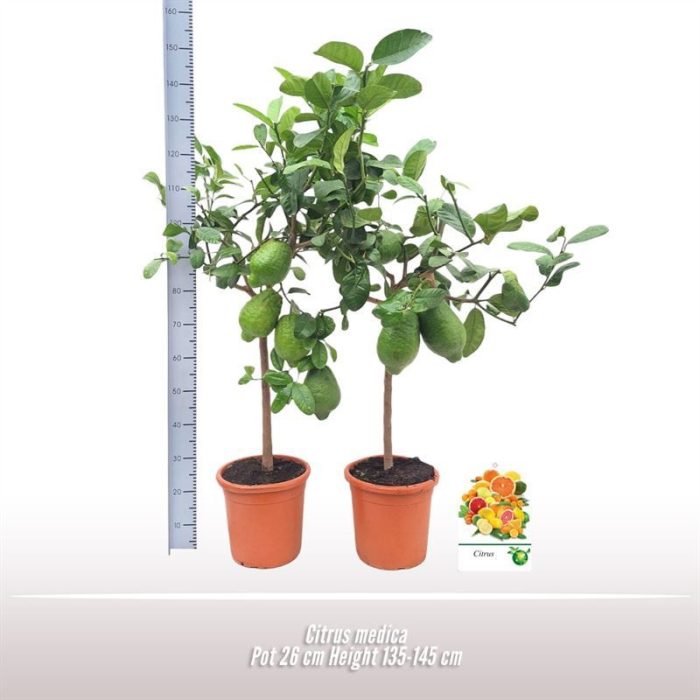 Citrus medica, D 26