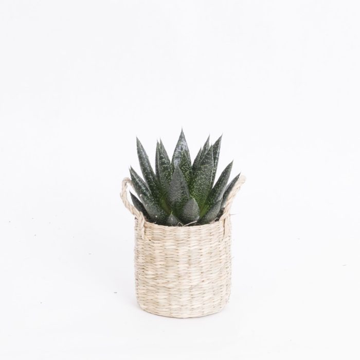 City Safari with Succulent mix, D 9