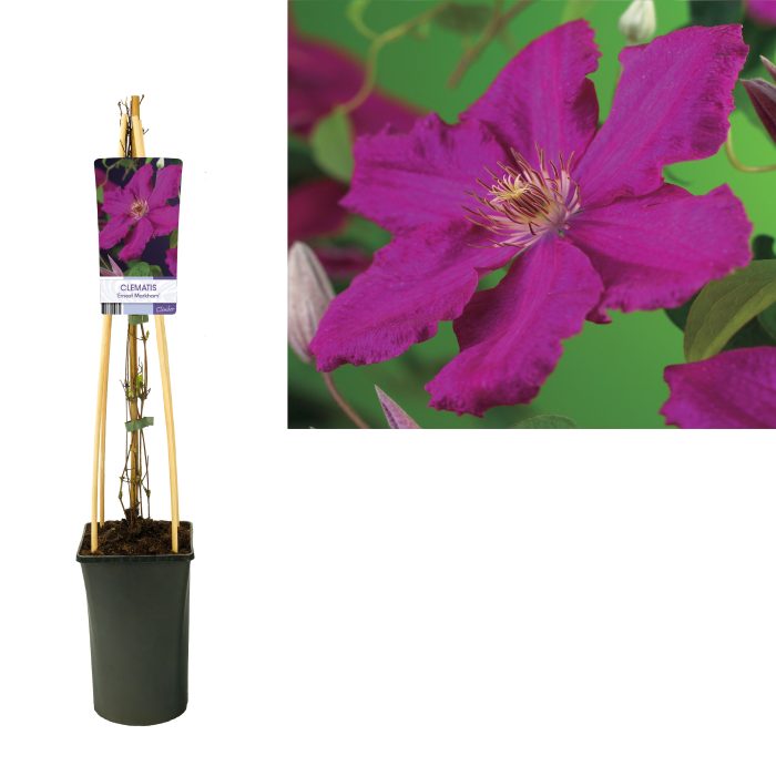 Clematis 'Ernest Markham' +light label, D 17
