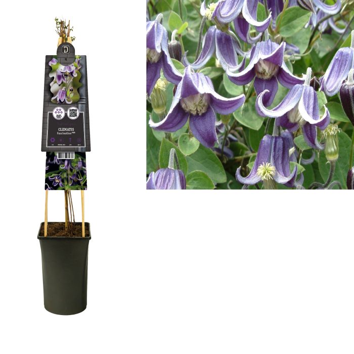 Clematis 'Fascination' PBR +3.0 label, D 17