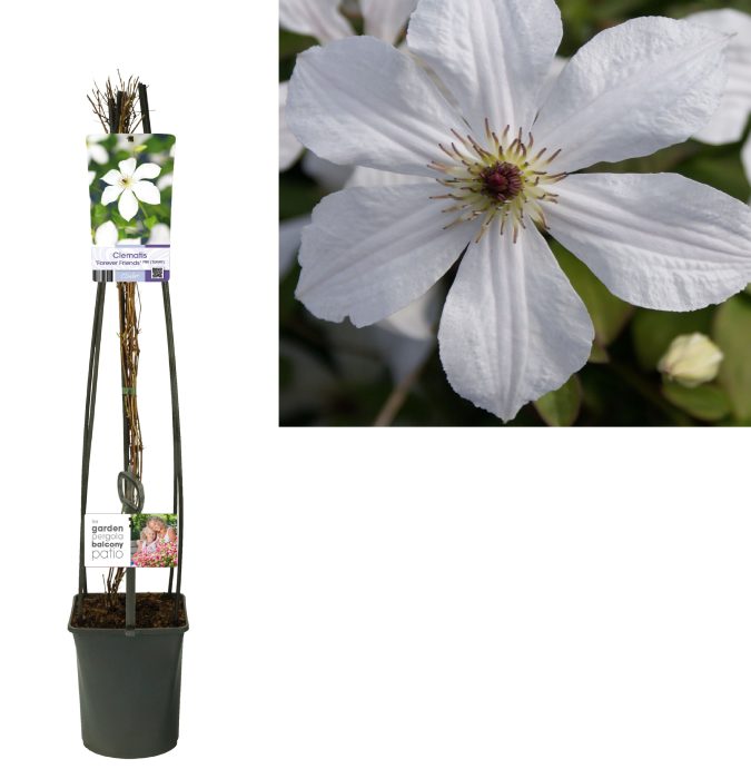 Clematis 'Forever Friends' PBR +light label, D 23