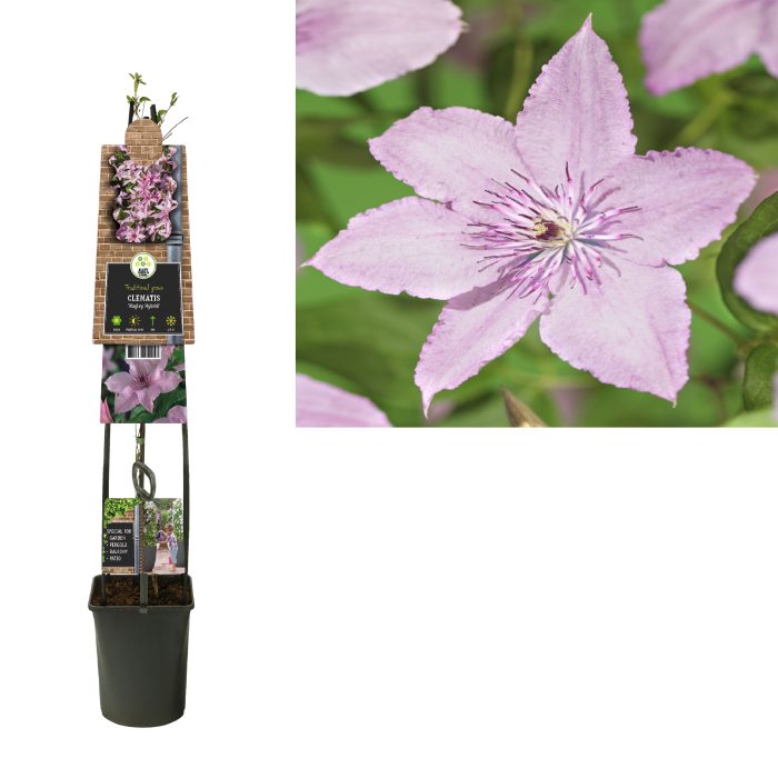 Clematis 'Hagley Hybrid' +3.0 label, D 23