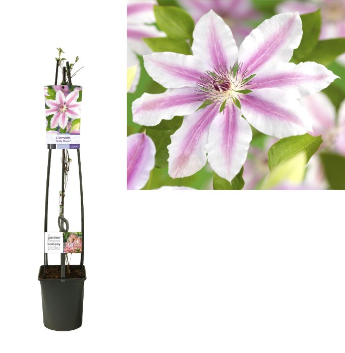 Clematis 'Nelly Moser' +light label, D 23