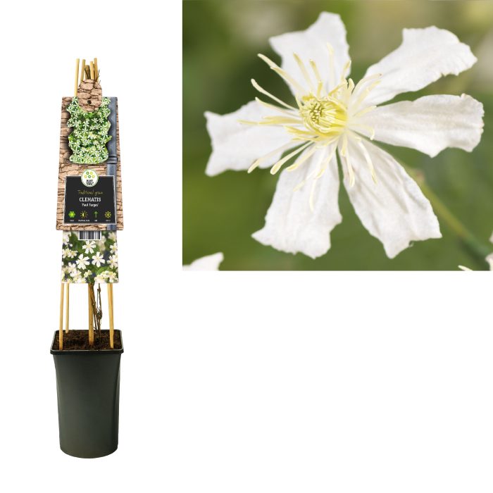 Clematis 'Paul Farges' +3.0 label, D 17