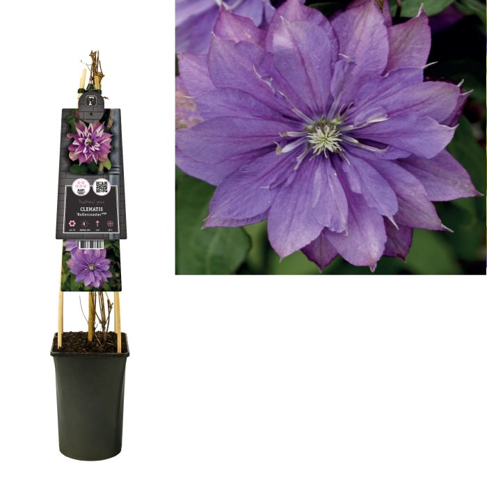 Clematis 'Rollercoaster' PBR +3.0 label, D 17