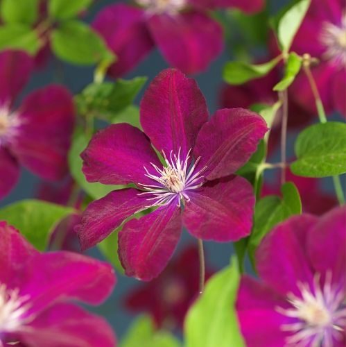 Clematis 'Rouge Cardinal' +3.0 label, D 15