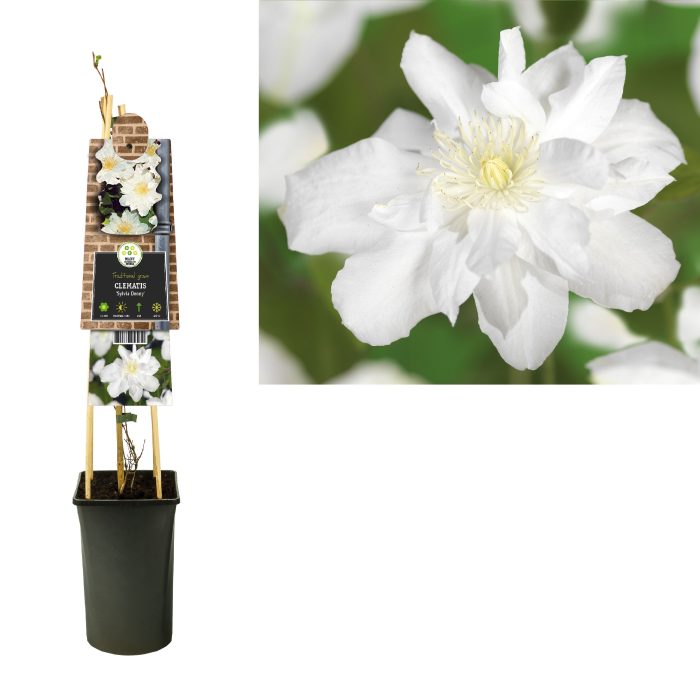 Clematis 'Sylvia Denny' +3.0 label, D 17