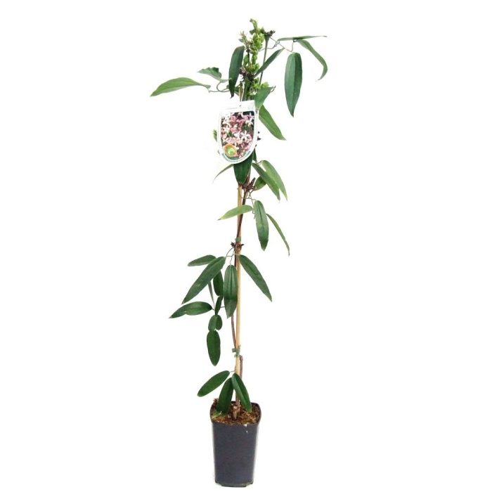 Clematis armandii 'Apple Blossom' 80-100 P14/C2 Full CC, D 14