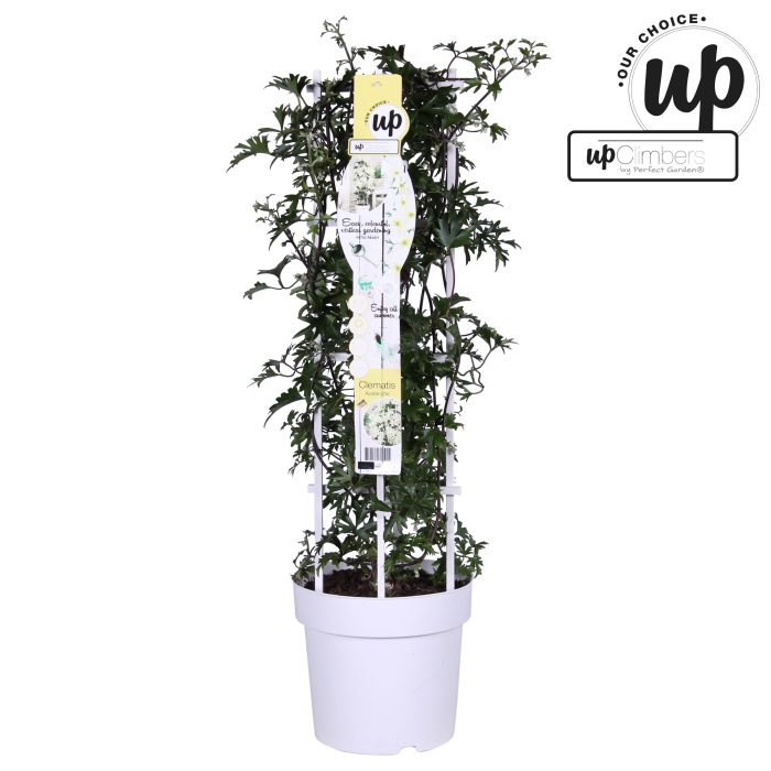 Clematis Avalanche Our Choice P23, D 23