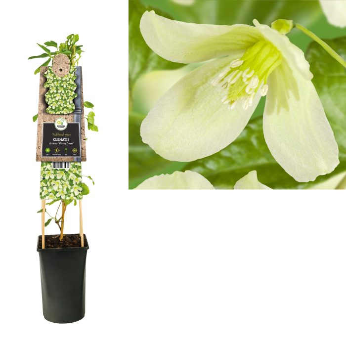 Clematis cirrhosa 'Wisley Cream' +3.0 label, D 17