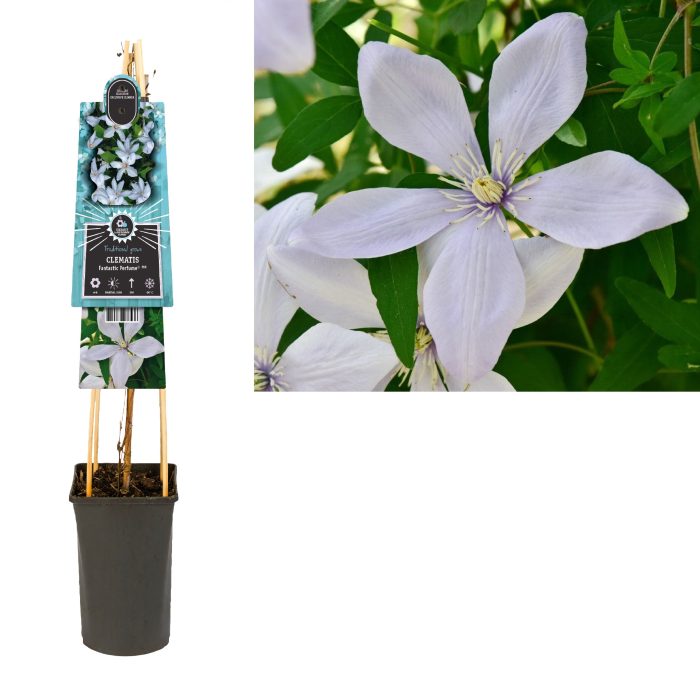 Clematis Fantastic Perfume PBR+3.0 label, D 17