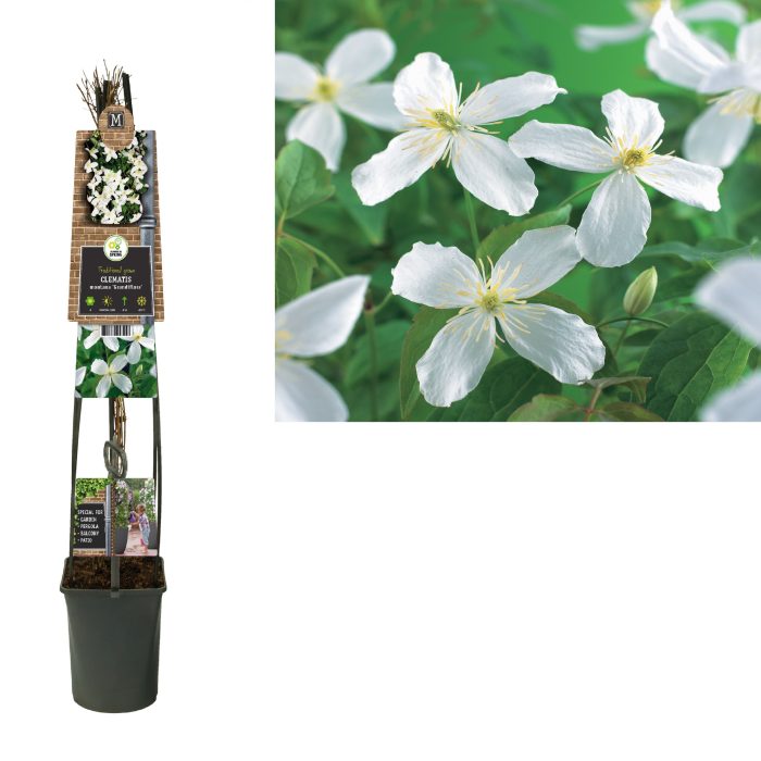 Clematis montana 'Grandiflora' +3.0 label, D 23