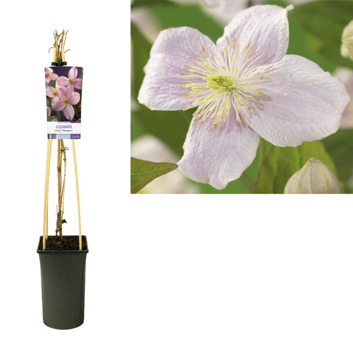 Clematis montana 'Mayleen' +light label, D 17