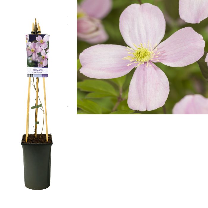 Clematis montana 'Rubens' +light label, D 17