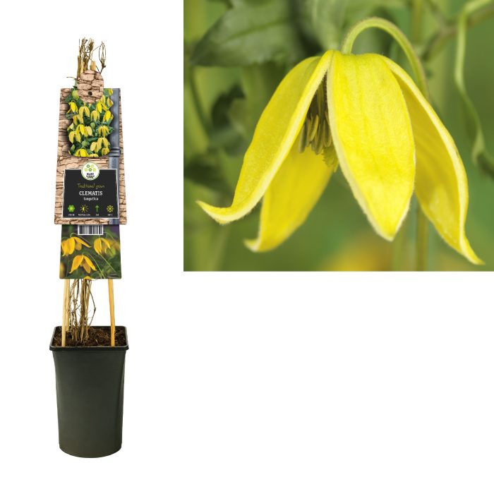 Clematis tangutica +3.0 label, D 17