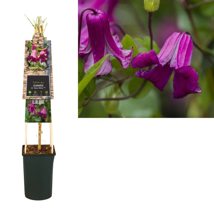Clematis vit. 'Queen Mother' PBR +3.0 label, D 17