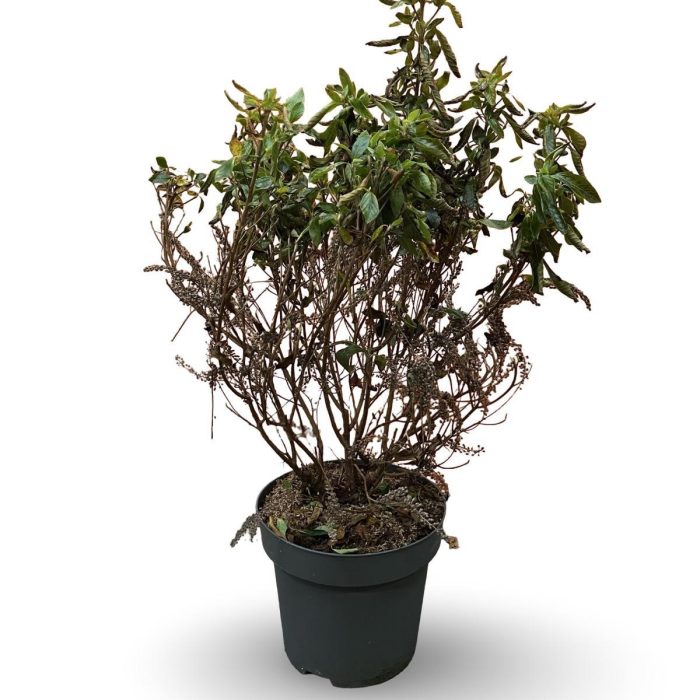 Clethra alnif. 'Hummingbird', D 31