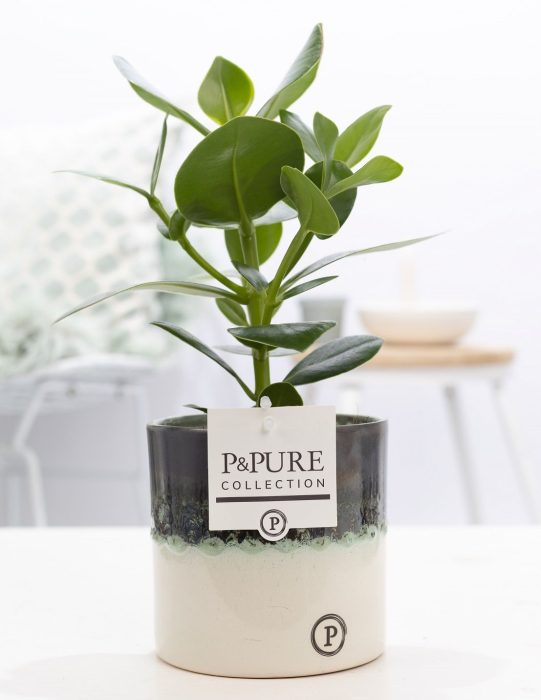 Clusia Rosea in P&PURE Illusion cer. perfectly imperfectable), D 12