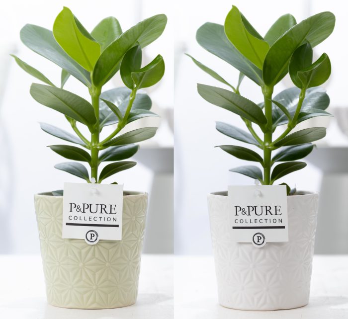 Clusia Rosea Princess in P&PURE Juliette ceramics ass. 3, D 12