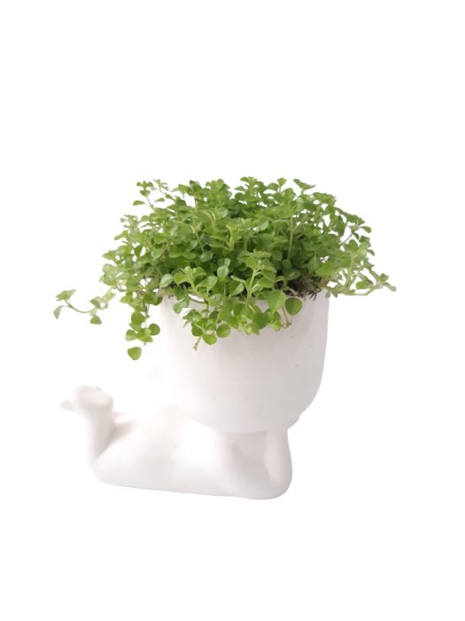 CLXL20PIL Chilling Large White 20cm Pilea Depressa, D 20