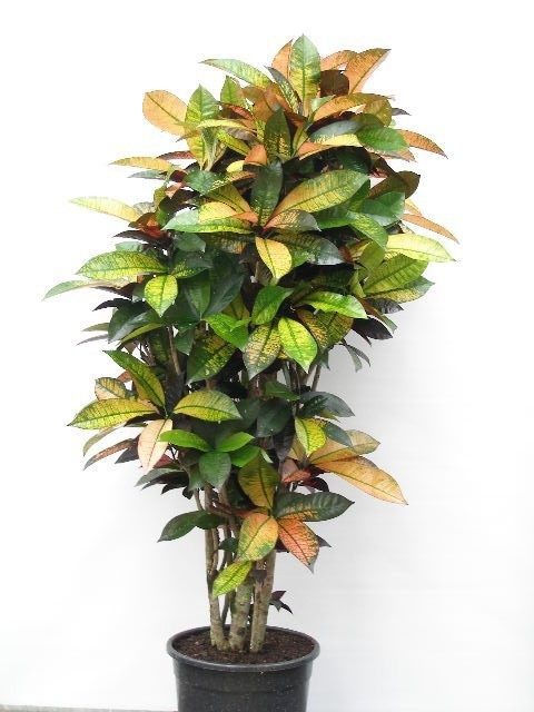 CODIAEUM VARIEGATUM 'MRS.ICETON', D 30