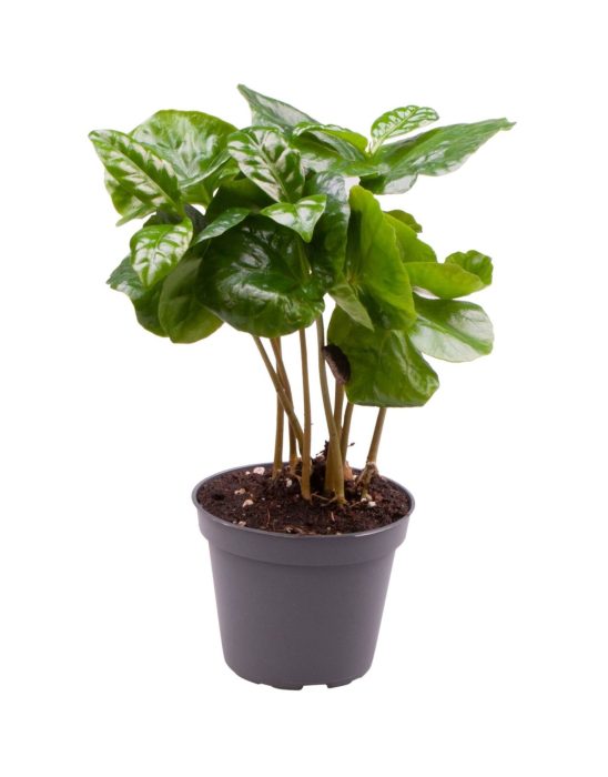 Coffea Arabica, D 6