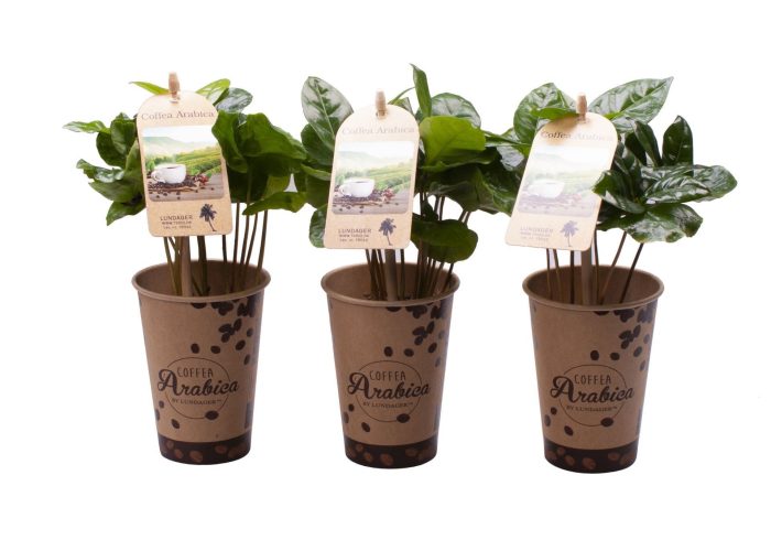 Coffea Arabica with etiquette in paper cup, D 6