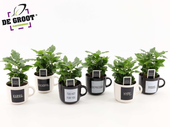 Coffea in koffiemok "quotes", D 12