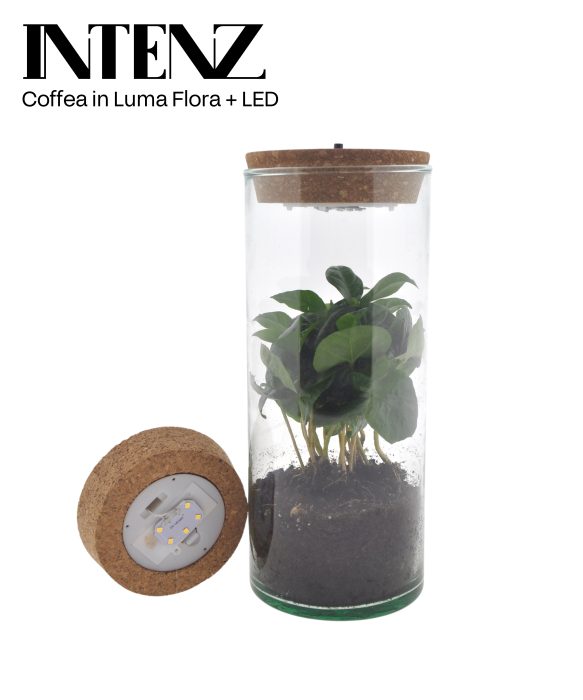 Coffea in Luma Flora met kurk LED -levertijd: 24 u, D 7