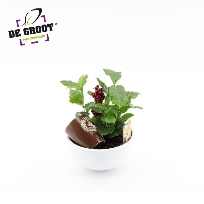 Coffea in schaal met bark en bijsteker, D 19