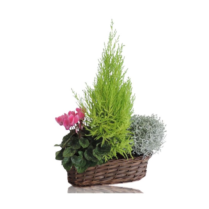 Collectie Hanoi Arrangement in Mand Ovaal 30 cm, D 30