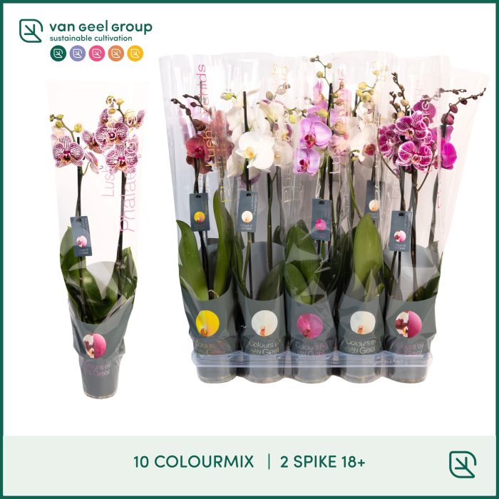 Colours 2tak 18+ 10 colourmix, D 12