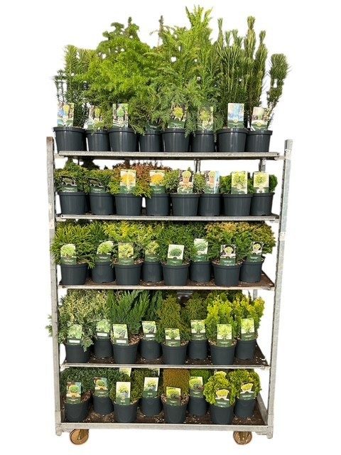 Coniferen Exclusief Mix C2,5, D 18