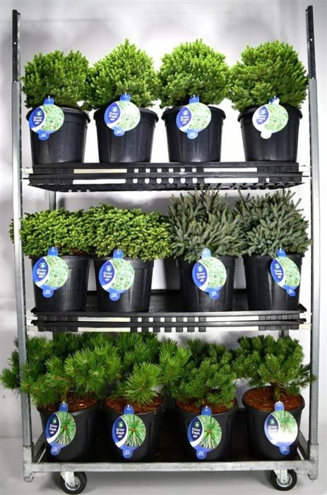 Coniferen mix, D 32