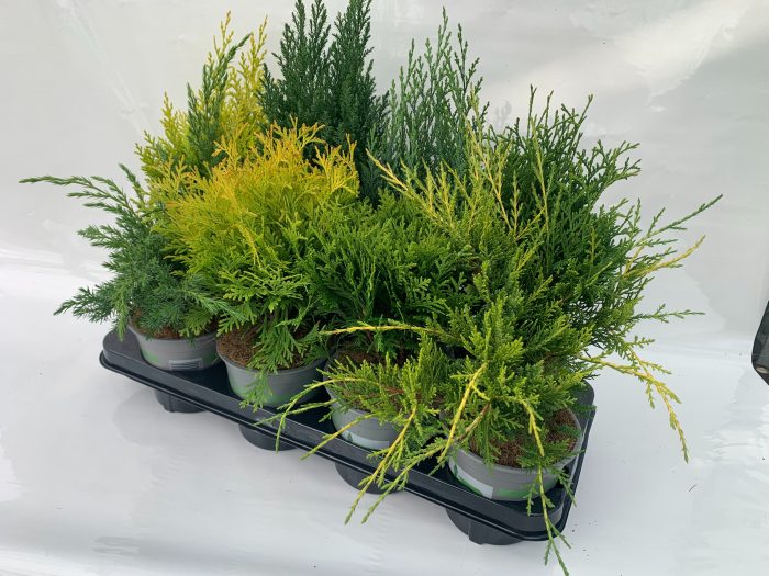 coniferen mix, D 13