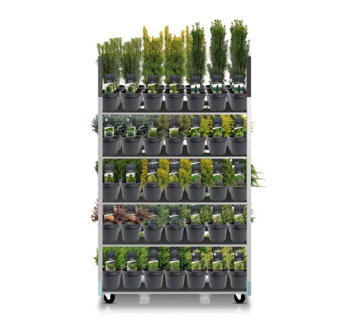 Coniferenmix assortiment C3 - exclusieve mix CC (mix kan afwijken van foto), D 19