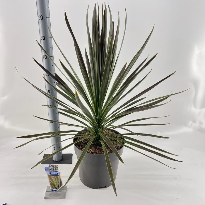 Cordyline australis 'Choc Mint', D 32