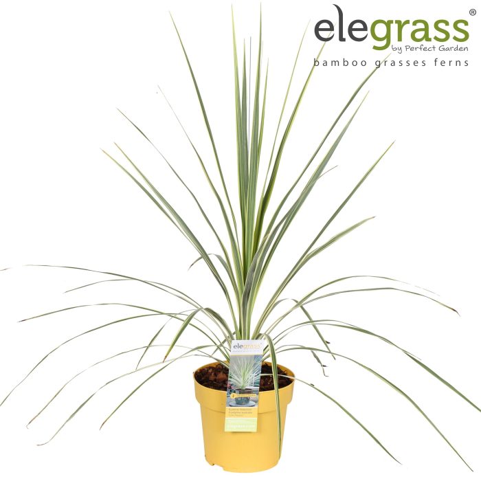 Cordyline australis 'Lime Passion' P14, D 14