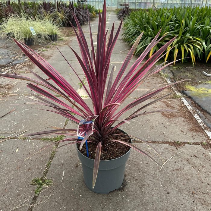Cordyline australis 'Paso Doble' PBR, D 32