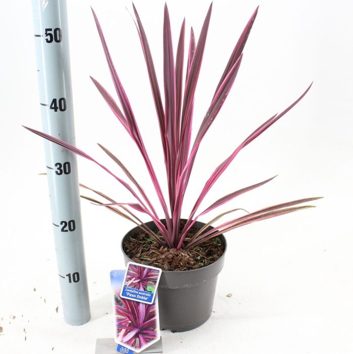 Cordyline australis 'Paso Doble' PBR, D 19