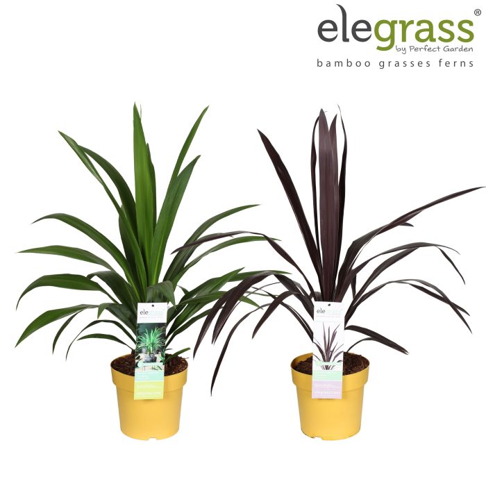 Cordyline mix laag P23, D 23