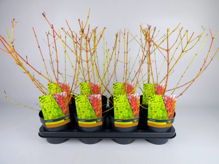 Cornus 'Midwinter Fire', D 14