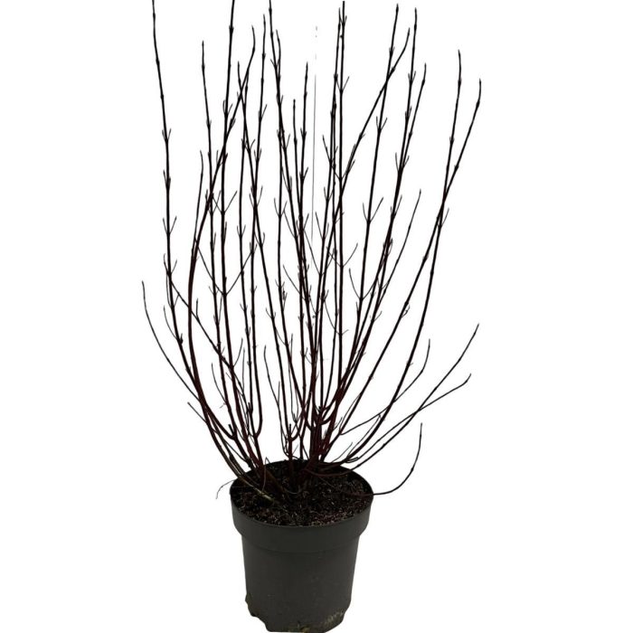 Cornus alba Miracle, D 32
