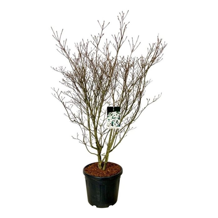 Cornus kousa 'Weisse Fontaine', D 50