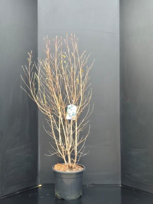 Cornus kousa chinensis, D 29