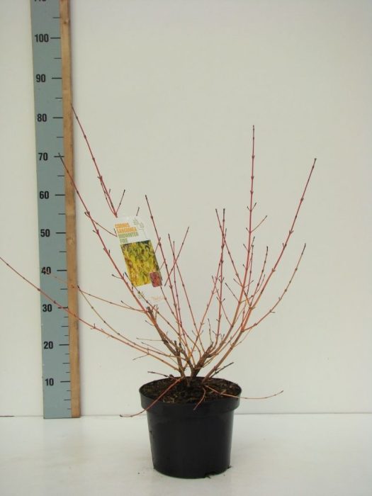 Cornus sang. 'Midwinter Fire' C 4,6, D 23