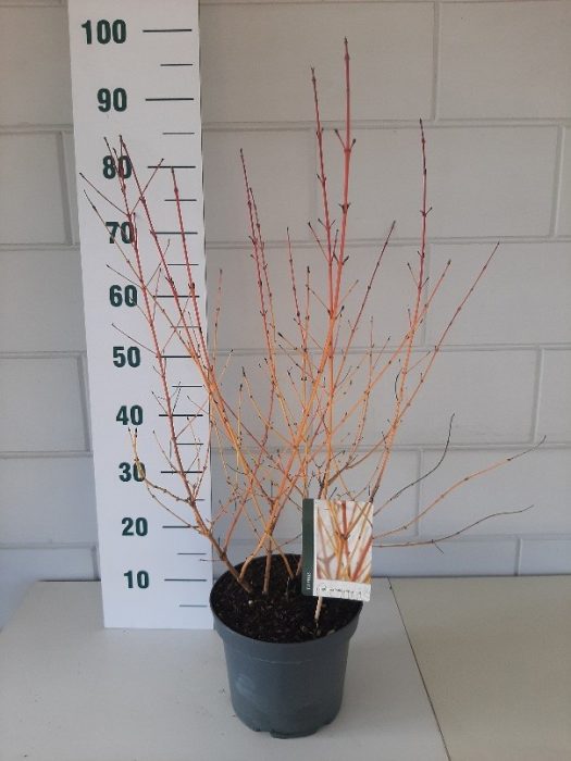 Cornus sang. Midwinter Fire, D 23